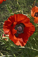 Canadian poppies